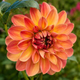 Dahlia Pkdahbme Bronze Medallion - Garden Express Australia
