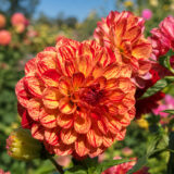 Dahlia Pkdahbus Bushfire 2 - Garden Express Australia