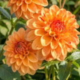 Dahlia Pkdahcan Candyman - Garden Express Australia