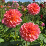 Dahlia Pkdahsro Sunnyrose - Garden Express Australia
