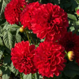 Dahlia Pkdahtan Tango - Garden Express Australia