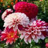 Dahlia Pkdahxch Xmas Cheer 1 - Garden Express Australia