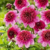 Dahlia Purex 2024 Pkdahpur - Garden Express Australia