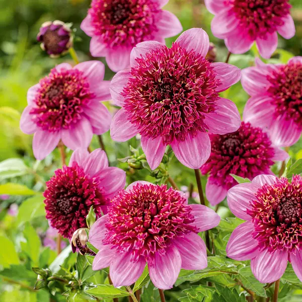 Dahlia Purex