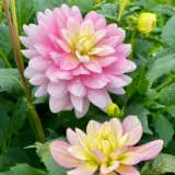 Dahlia Seagull 2021 Pkdahsea - Garden Express Australia
