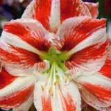 Hippeastrum Clown 21 Pkhipclo - Garden Express Australia