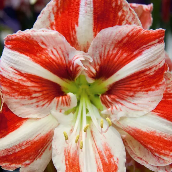 Hippeastrum Clown