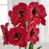 Hippeastrum Mandela 21 Pkhipman - Garden Express Australia