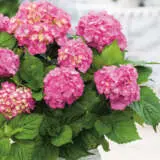 Hydrangea Hamburg P75hydham - Garden Express Australia