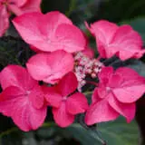 Hydrangea Rotschwanz P75hydrot - Garden Express Australia