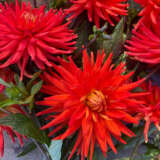 Pkdahmel Dahlia Melissa - Garden Express Australia