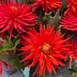 Pkdahmel Dahlia Melissa - Garden Express Australia