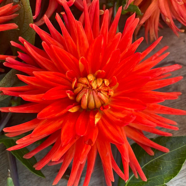 Dahlia Melissa