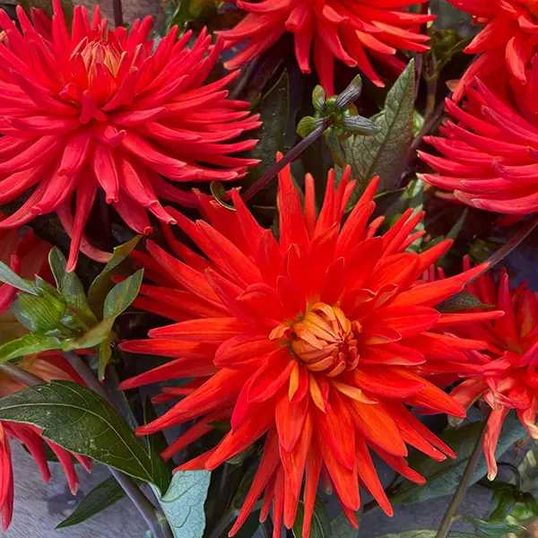 Dahlia Melissa