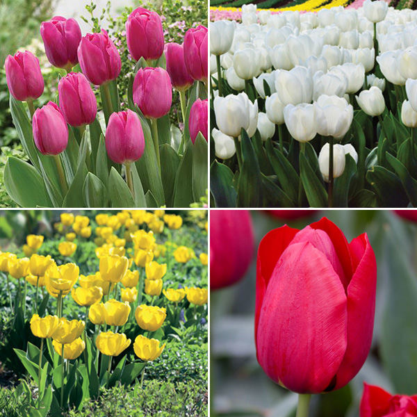 Tulip Triumph Collection PreOrder X 12 Bulbs Garden Express