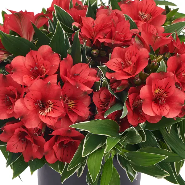 Princess Lily Katiana