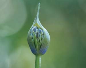 Agapanthus Flowering - Garden Express Australia
