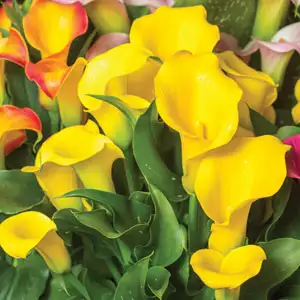 Calla Lily Vs Arum Lily - Can You Tell The Difference? Calla Lily Gold Crown Pkcalgcr - Garden Express Australia