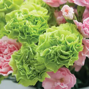 Carnation Growing Guide Carnation Olivia Pplcaroli - Garden Express Australia