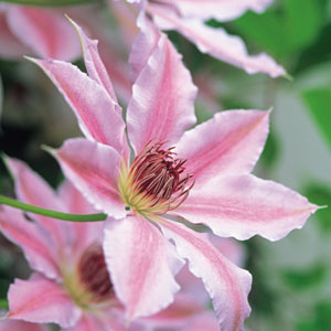 Clematis Nelly Moser Buy