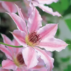 Top 10 Bulbs To Plant In Spring Clematis Nelly Moser Pplclenmo - Garden Express Australia