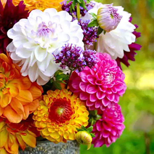 Dahlia Assorted Mixed