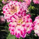 Dahlia Atlantic Jewels Pkdahaje - Garden Express Australia