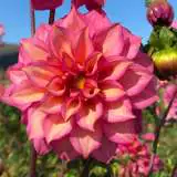 Dahlia Belle Pkdahbel - Garden Express Australia