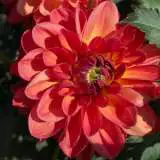 Dahlia Bronze Medallion Pkdahbme - Garden Express Australia