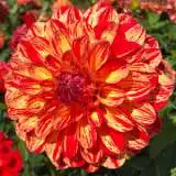 Dahlia Bushfire Pkdahbus - Garden Express Australia
