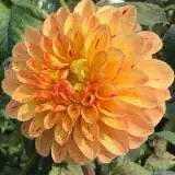 Dahlia Candyman Pkdahcan - Garden Express Australia