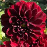 Dahlia Fernlea Pkdahfer - Garden Express Australia