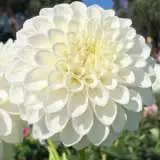 Dahlia Glenbank Icecap Pkdahgic - Garden Express Australia
