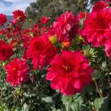 Dahlia Grenadier Pkdahgre - Garden Express Australia