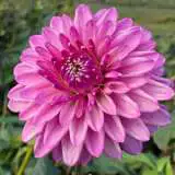 Dahlia Lavender Lady Pkdahlla - Garden Express Australia