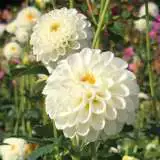 Dahlia Little Angel Pkdahlan 1 - Garden Express Australia