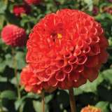 Dahlia Orange Willow Pkdahowi - Garden Express Australia