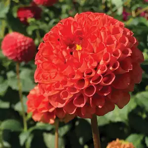 Dahlia Orange Willow