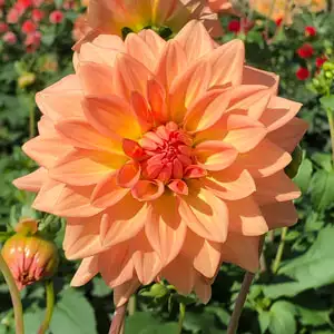 Dahlia Peach Delight
