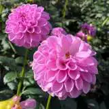 Dahlia Shirley Yeoman Pkdahsye - Garden Express Australia