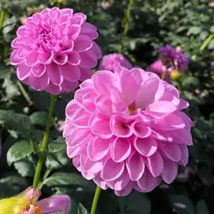 Dahlia Shirley Yeomans
