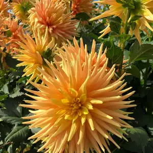 Dahlia Sunburst