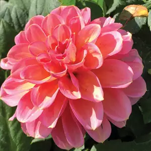 Dahlia Sunnyrose