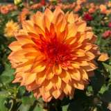 Dahlia Teddy Bear Dahlia Teddy Bear