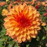 Dahlia Teddy Bear Pkdahtbr - Garden Express Australia