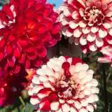 Dahlia Xmas Cheer Pkdahxch - Garden Express Australia