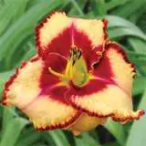 Daylily Lies And Lipstick Pkdlilal - Garden Express Australia