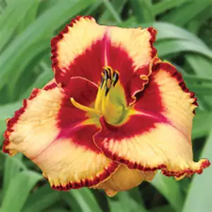 Daylily Lies And Lipstick