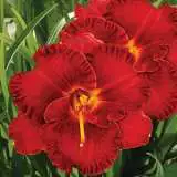 Daylily Lil Red Wagon Pkdlilrw - Garden Express Australia