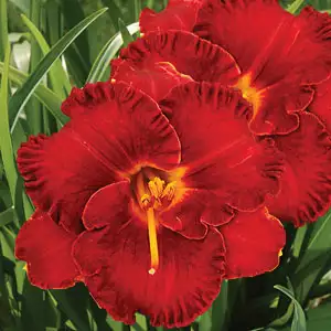 Daylily Red Wagon
